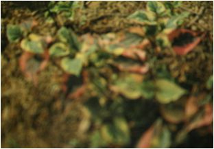 무늬약모밀(삼백초과)